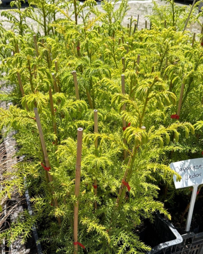 Cryptomeria Japonica